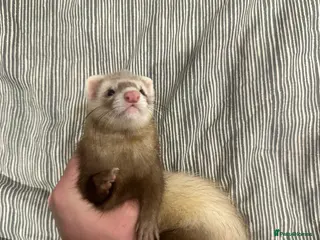 Ferret rodents 2 ferrets to go to good homes - Advert 3