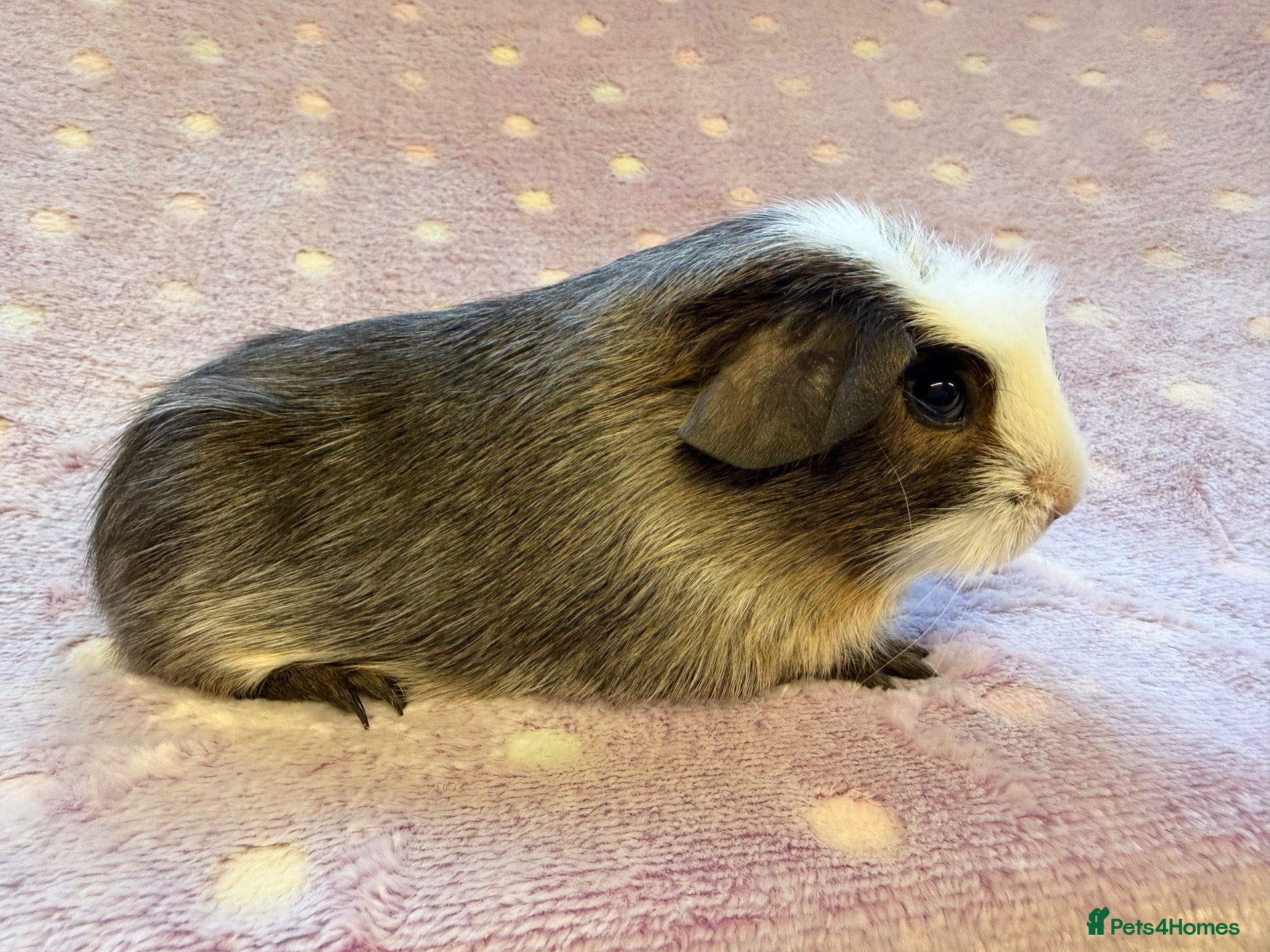 Guinea Pig rodents Very cute babies - Advert 19