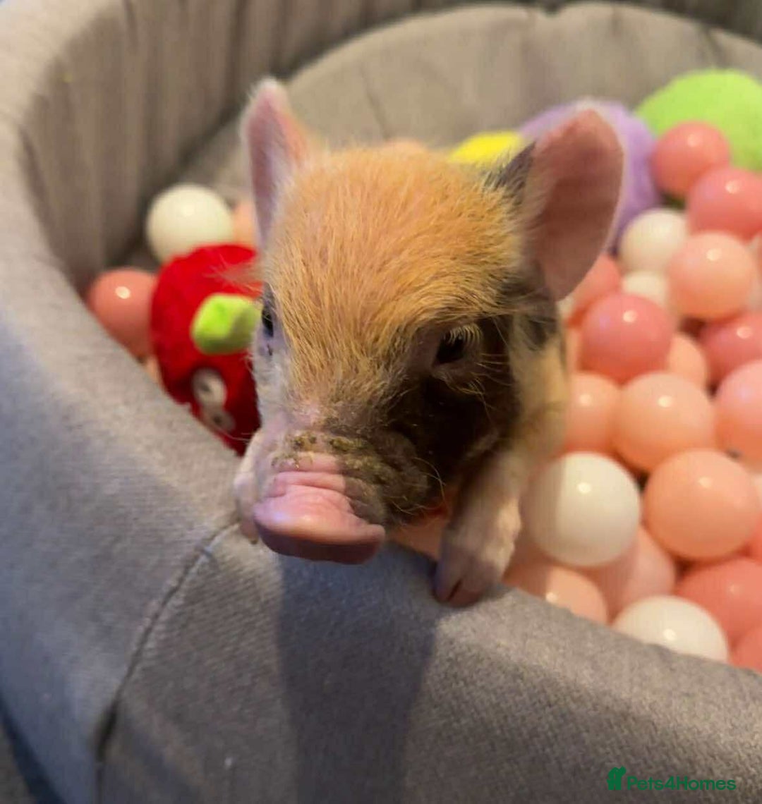 Pig livestock for sale: Micro pigs /t cup - Advert 1