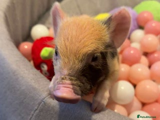 Pig livestock Micro pigs /t cup - Advert 2