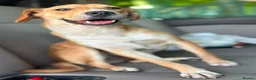 Mixed Breed dogs for adoption: 🐾Jacky Adorable Playful Clever Affectionate Puppy - Advert 4