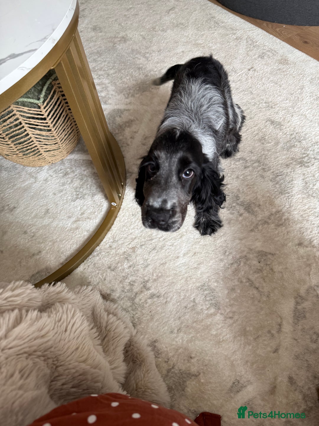 Cocker Spaniel dogs for sale: Blue roan show cocker spaniel  - Image 22