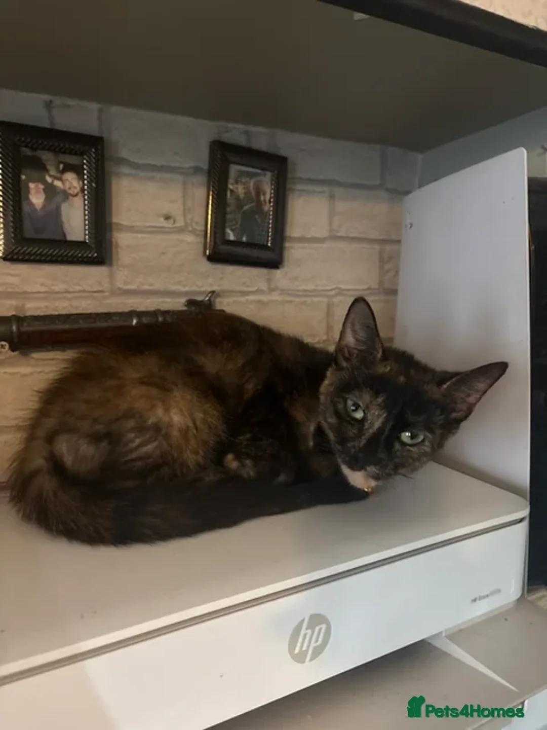 Mixed Breed cats for sale: Tortoiseshell kitten - Free - Advert 2