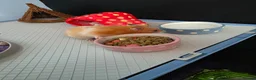 Hamster rodents for sale: Syrian female hamster  - Advert 2