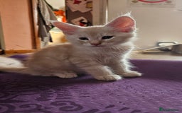 Maine Coon cats for sale: Large Breed Maine Coon cross  - Image 13