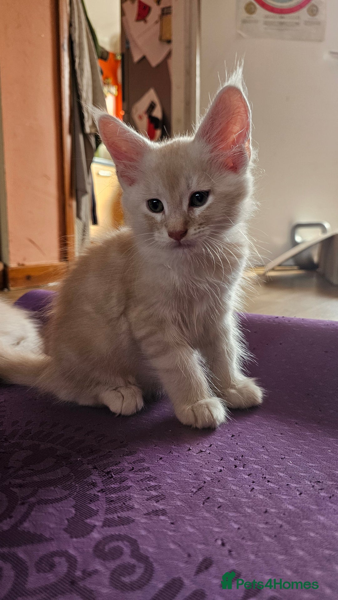 Maine Coon cats for sale: Large Breed Maine Coon cross  - Image 13