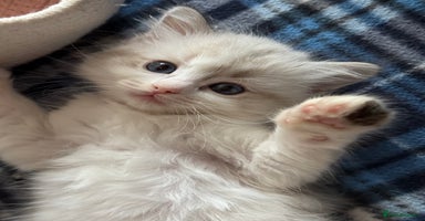 Ragdoll cats - Advert 3