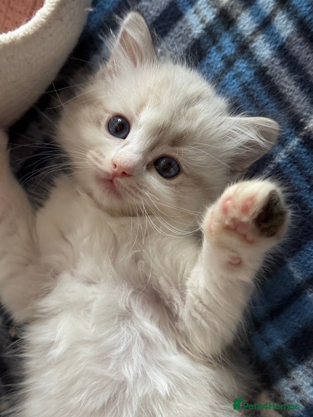 Ragdoll cats for sale: ✨ Gorgeous Ragdoll Kittens – Ready to Reserve! ✨ - Image 2