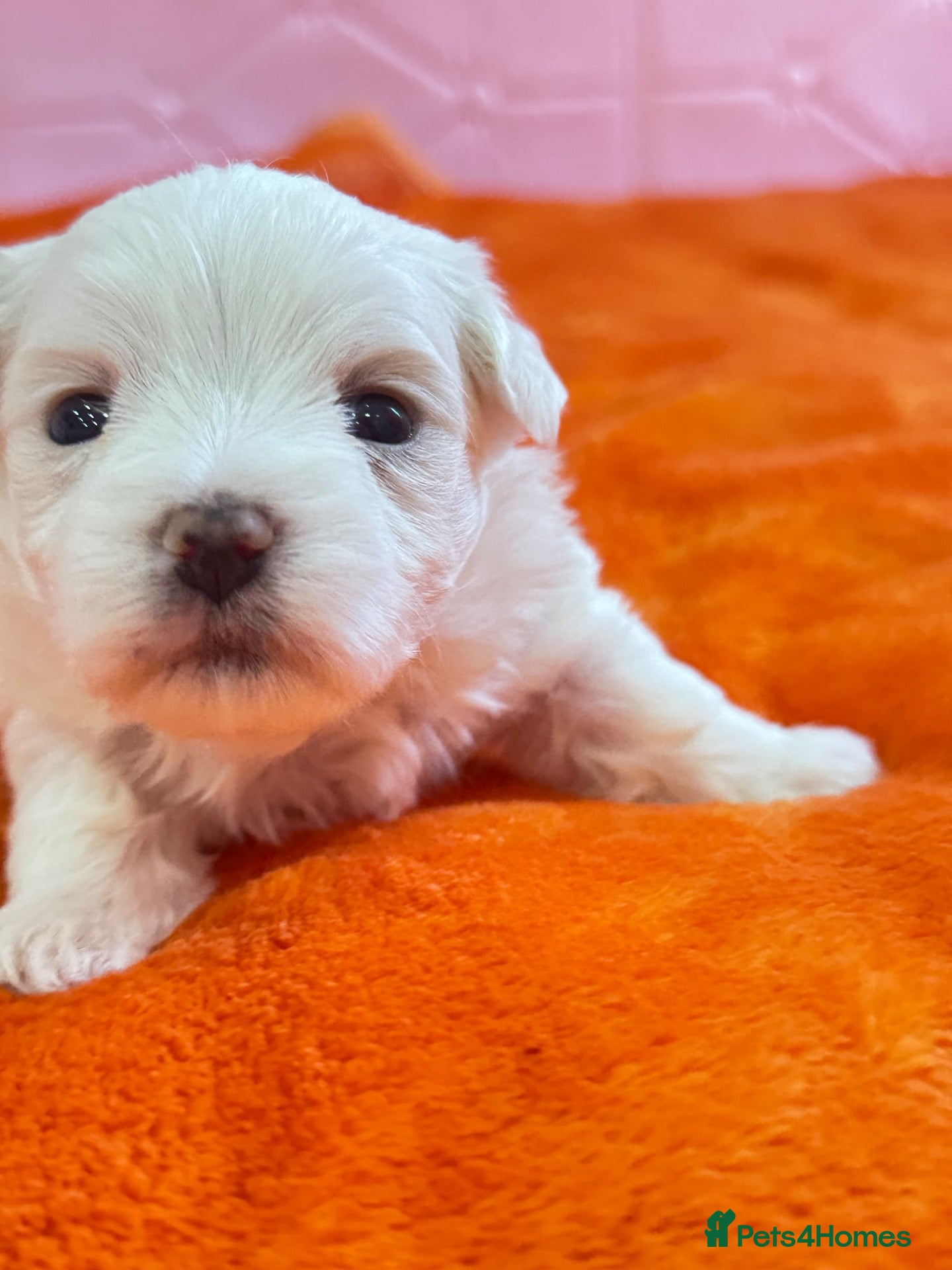 Maltese dogs for sale: 🐾💕 ADORABLE TINY PURE MALTESE - RESERVE NOW!  - Advert 2