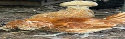 Chickens poultry for sale: Breeding set of POL chamois Polish & frizzle roo - Advert 5