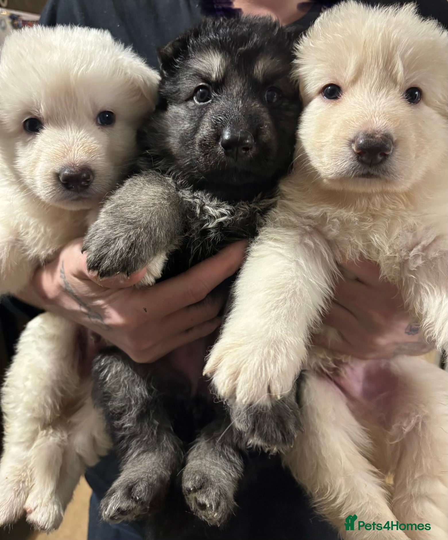 German Shepherd dogs German shepherd puppies  - Advert 2