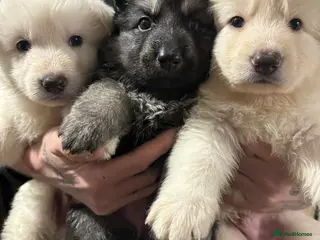 German Shepherd dogs German shepherd puppies - Advert 2