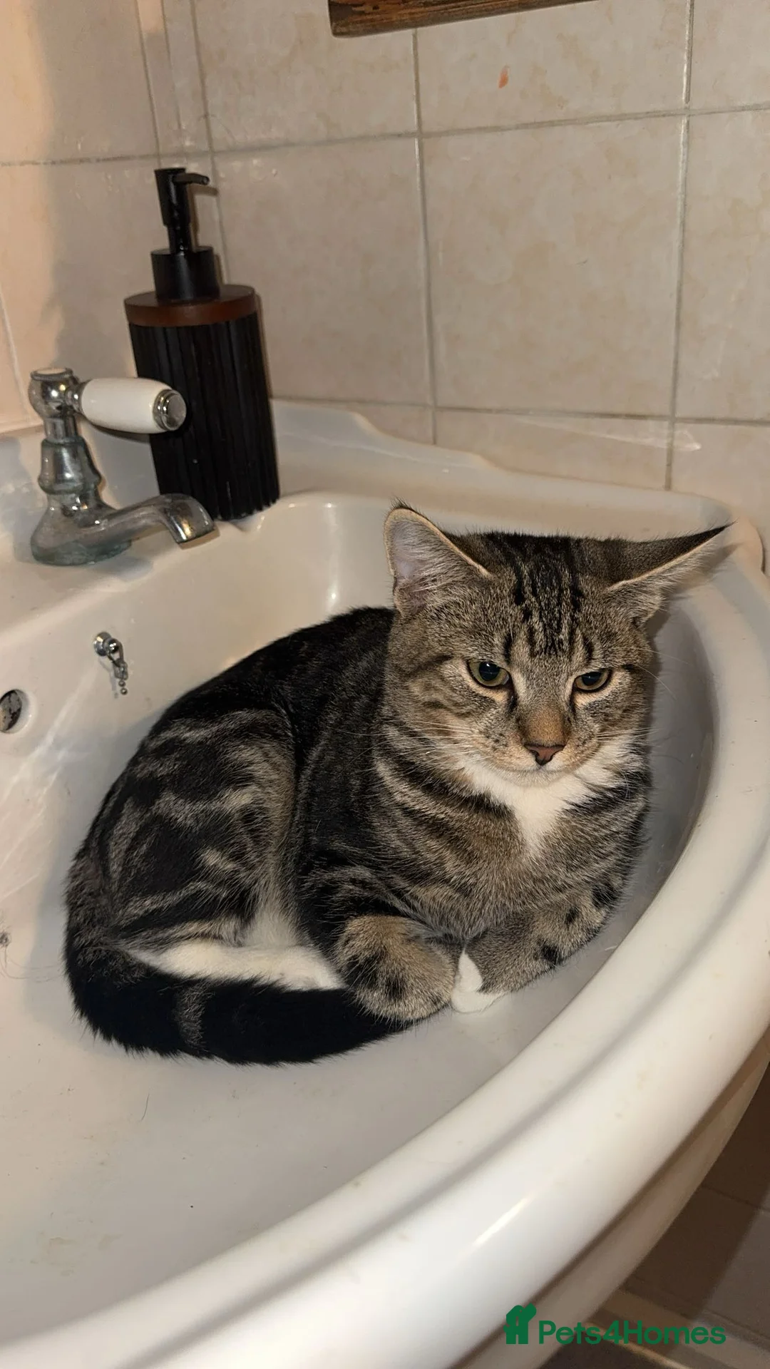 Mixed Breed cats for sale: Female Tabby Kitten  - Advert 2