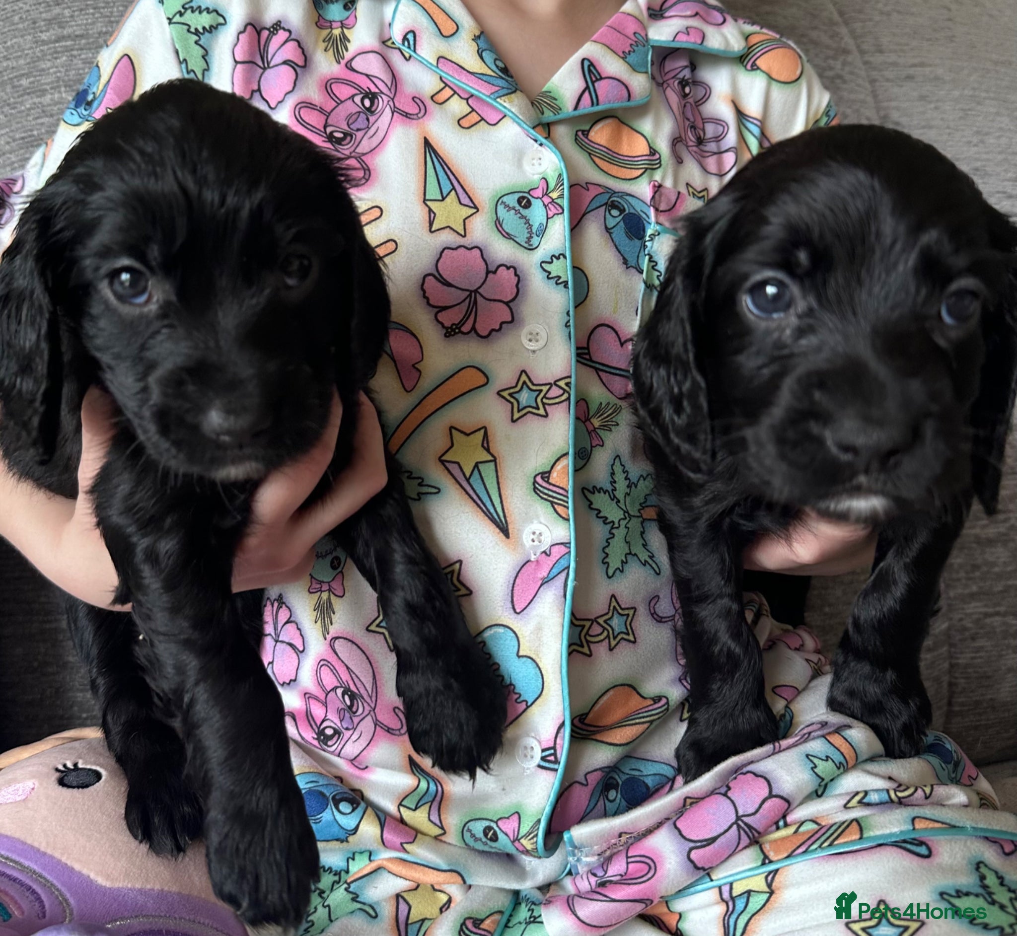 Sprocker dogs Sprocker Puppies ❤️  - Advert 2