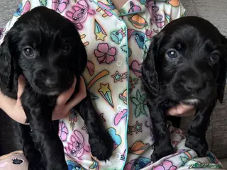 Sprocker dogs Sprocker Puppies ❤️ - Advert 2