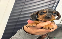 Miniature Dachshund dogs for sale: Beautiful bunch of girls /boy 🩷✨ Kc mini pups   - Image 16