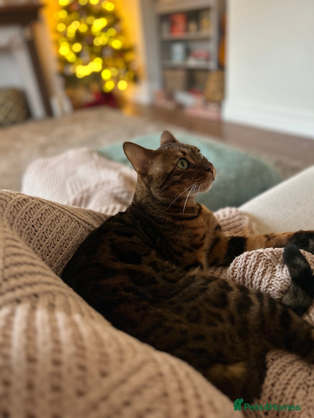 Bengal cats for sale: 5 year old male bengal cat.  - Advert 16