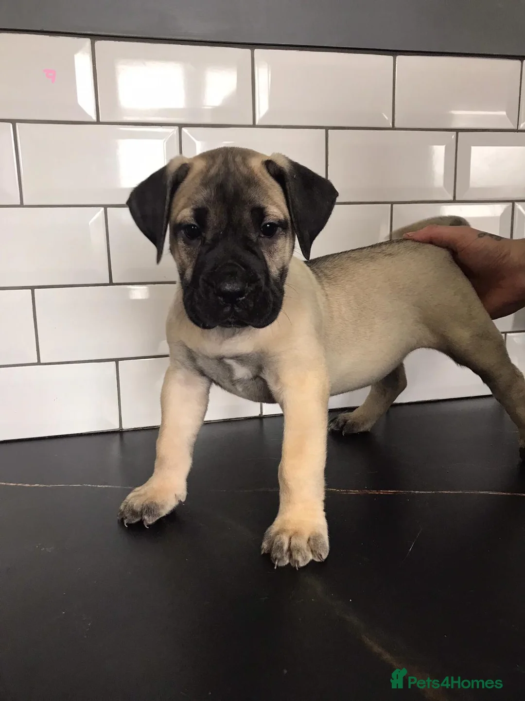Presa Canario dogs for sale: Ground breaking presa puppies - Advert 5