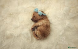 Cavachon dogs for sale: Cavapoochon Puppies Ready 19th September - Image 8
