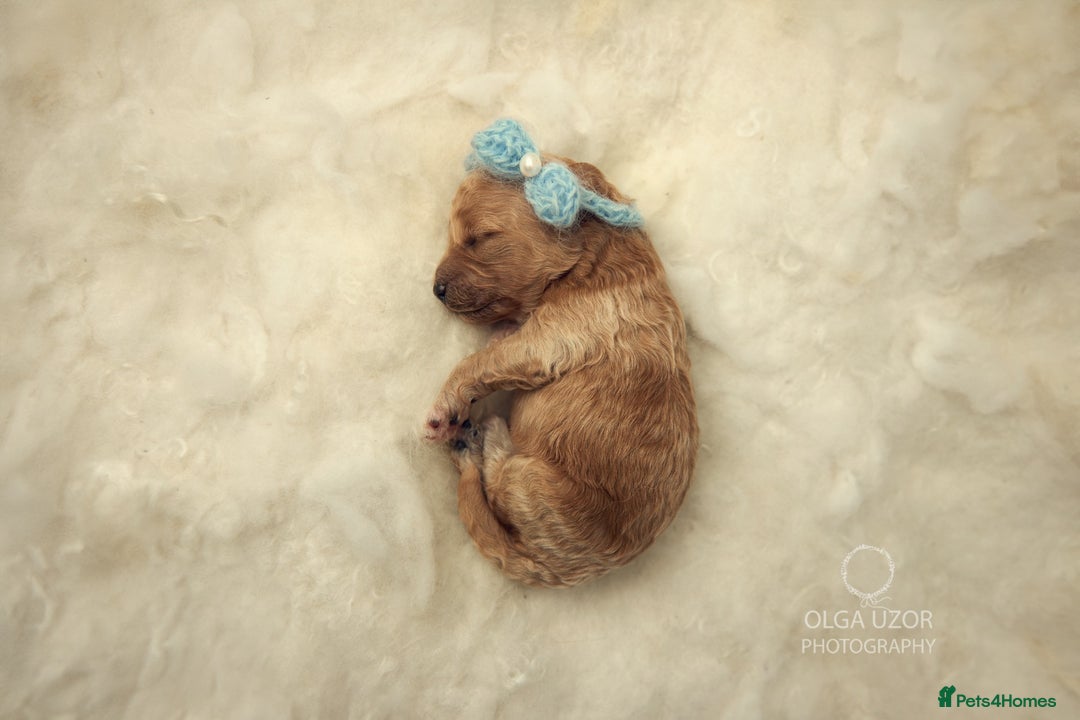 Cavachon dogs for sale: Cavapoochon Puppies Ready 19th September - Image 8