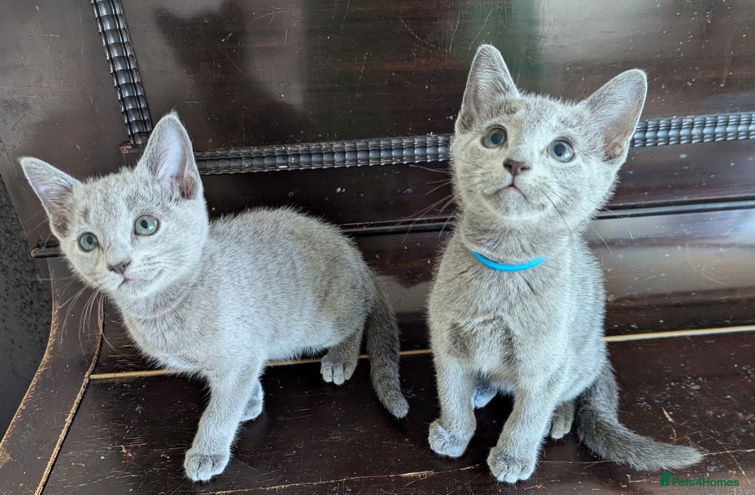 Russian Blue cats for sale: Pedigree TICA Registered kittens - Image 29