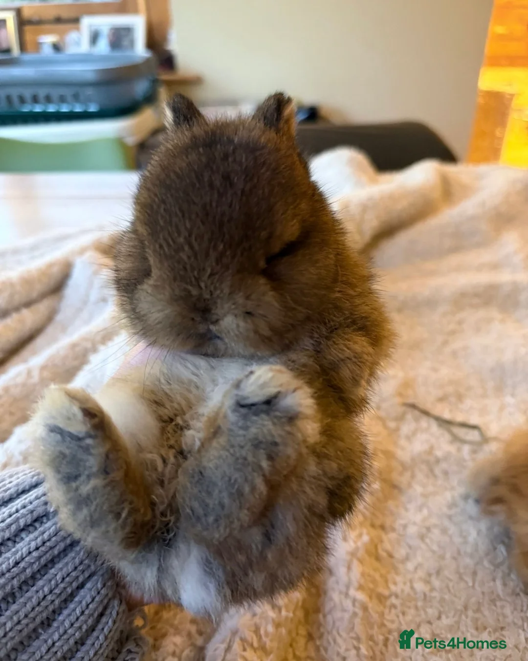 Netherland Dwarf rabbits for sale: Beautiful Netherland Dwarf & Mini lop bunnies  - Advert 7