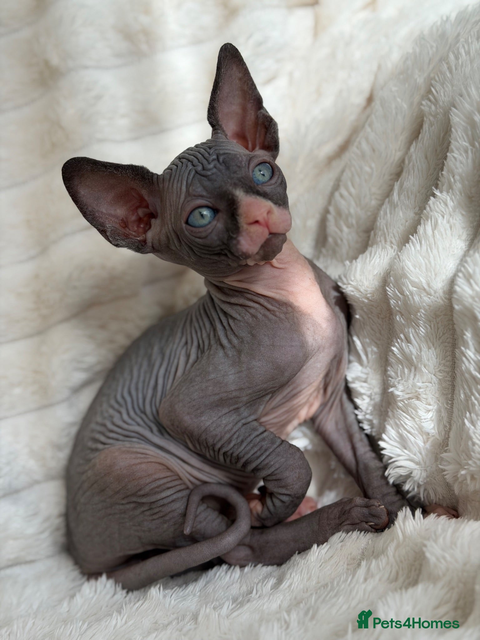 Sphynx cats 🐾 Beautiful Sphynx Kittens – Raised With Love 🐾 - Advert 1