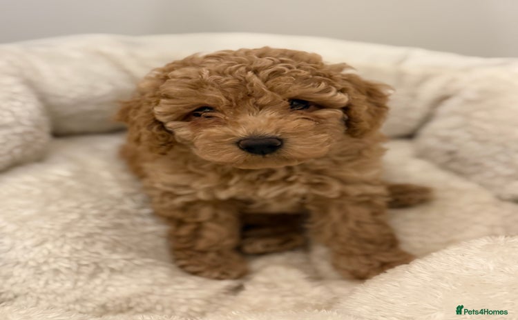 Cavapoo dogs - Advert 13