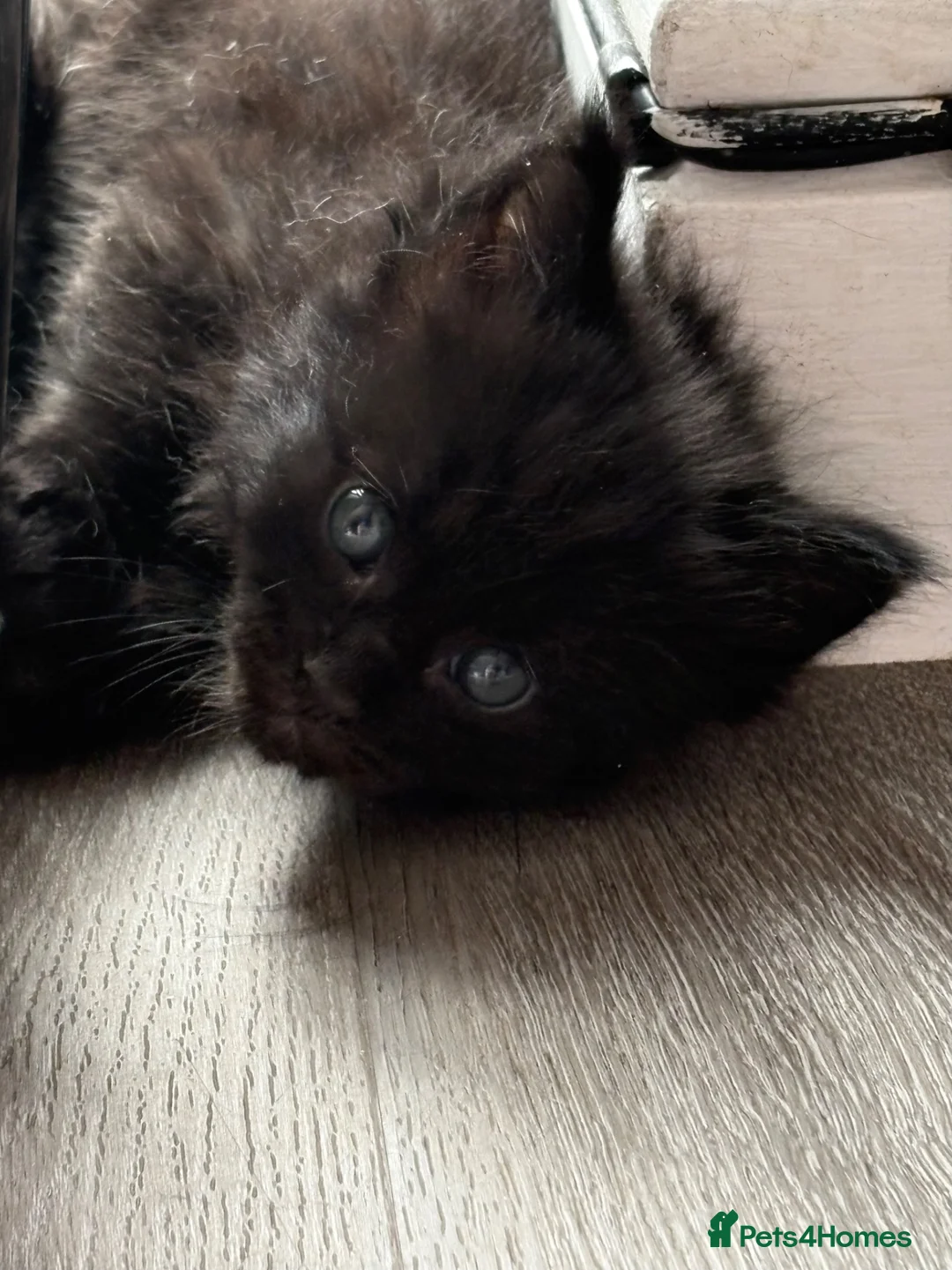 Maine Coon cats for sale:  Cross maine coon kittens - Advert 17