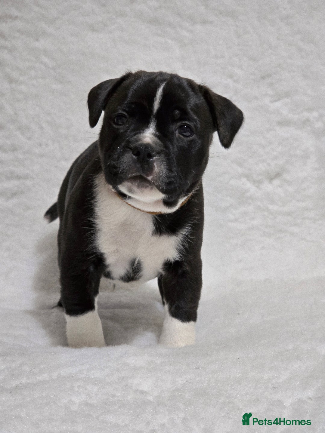 Staffordshire Bull Terrier dogs for sale: ✨️Outstanding SBT puppies✨️ - Advert 21