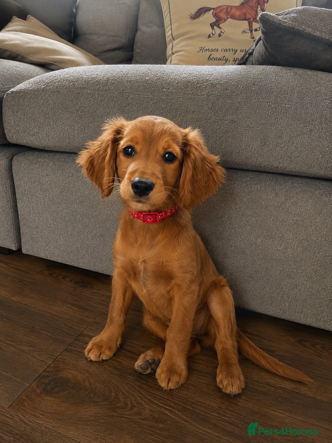 Golden Retriever dogs Field retriever x miniature poodle  - Advert 18