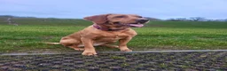 Labrador Retriever dogs for sale: Little Labradors, Ready for Their Next Adventure in Derby - Advert 3