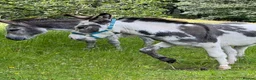 Donkey livestock for sale: 2 donkey gelding for sale - Advert 10