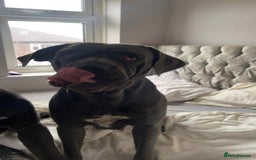 Cane Corso dogs for sale: Female cc - Image 3