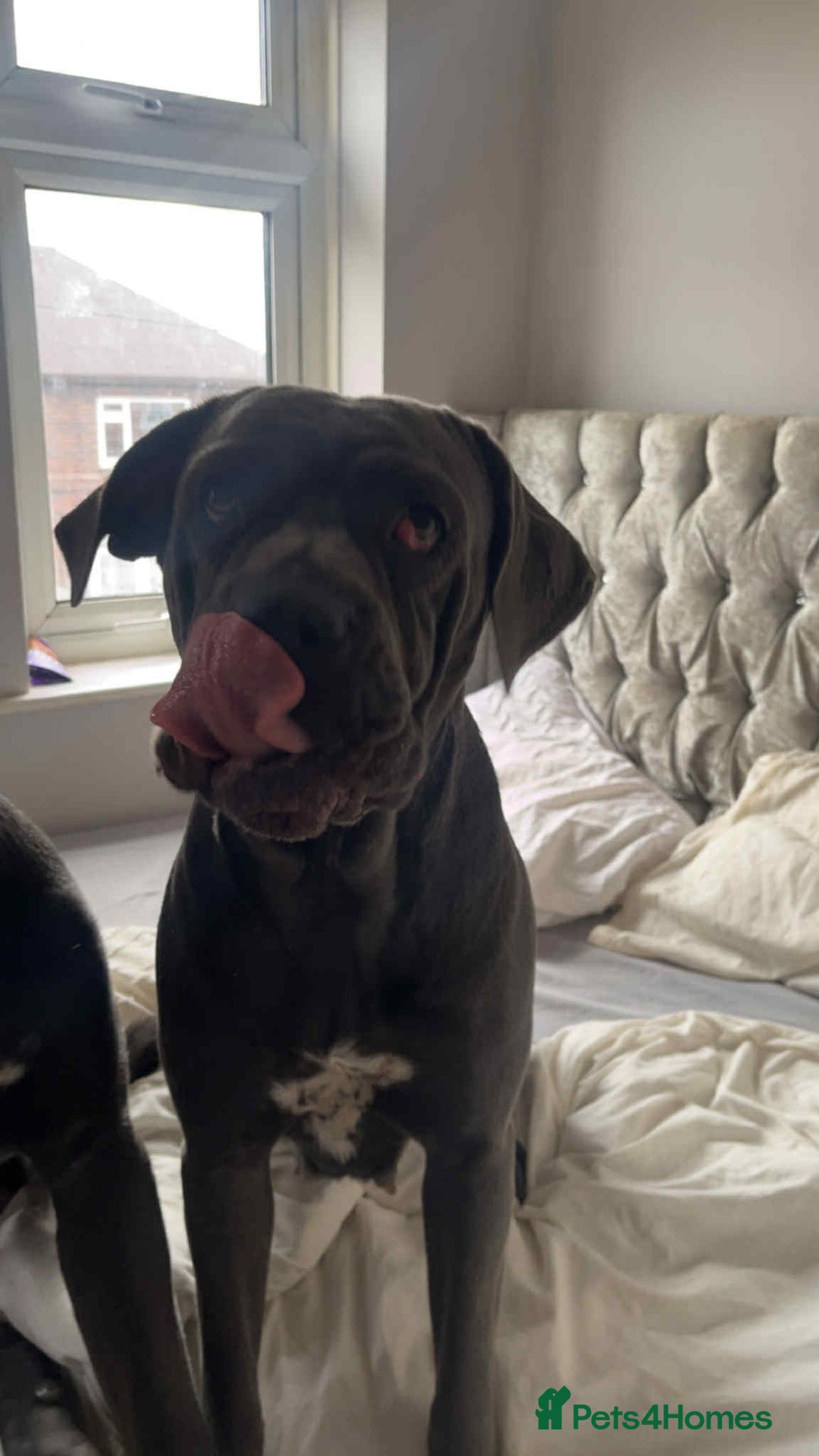 Cane Corso dogs for sale: Female cc - Image 3