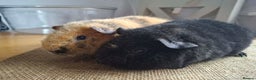 Guinea Pig rodents for sale: Teddy baby boars brothers  - Advert 3