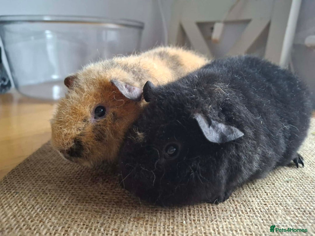 Guinea Pig rodents for sale: Teddy baby boars brothers  - Advert 3