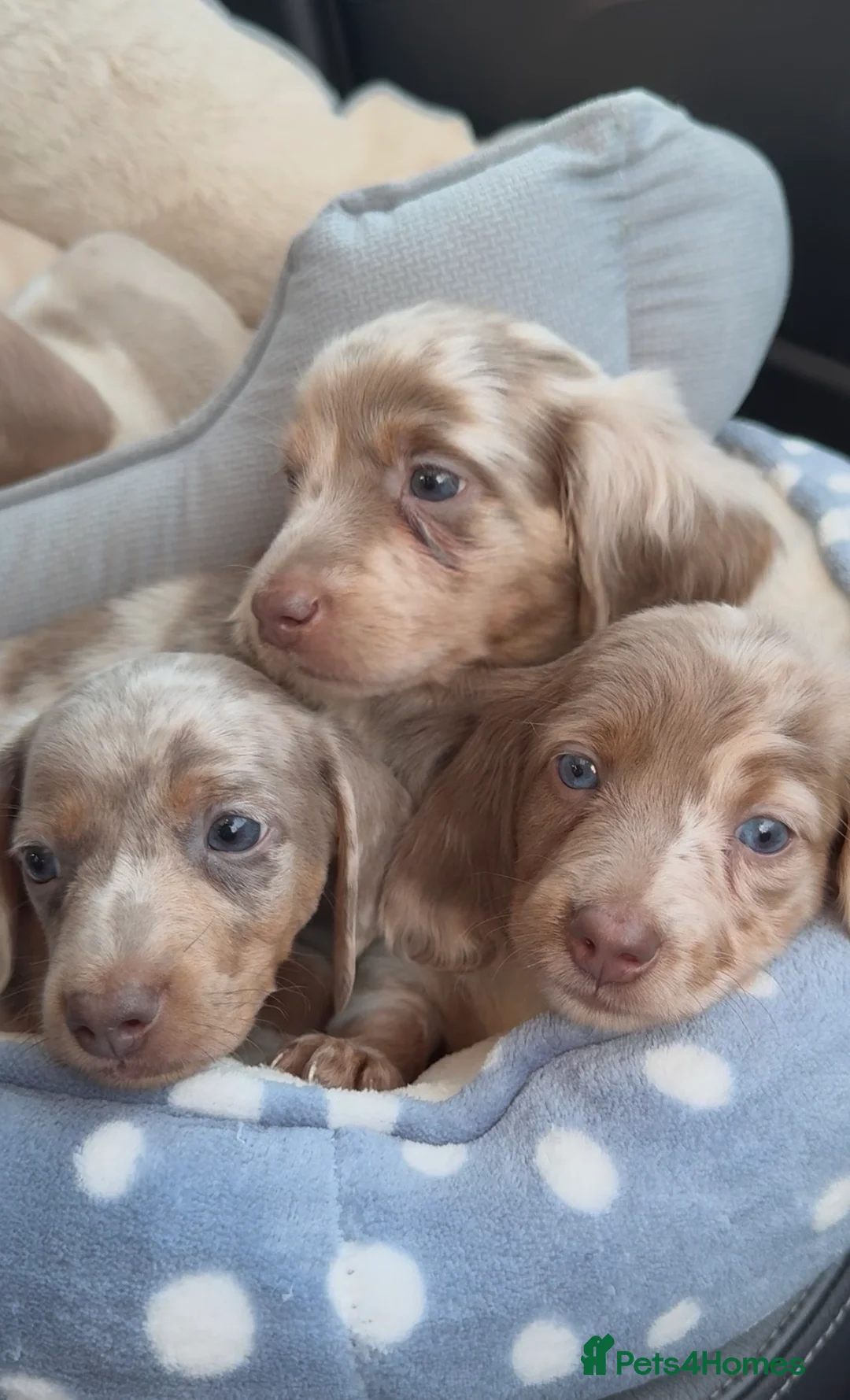 Miniature Dachshund dogs for sale: Miniature dachshund long&short isabella dapple in Harrow - Advert 2