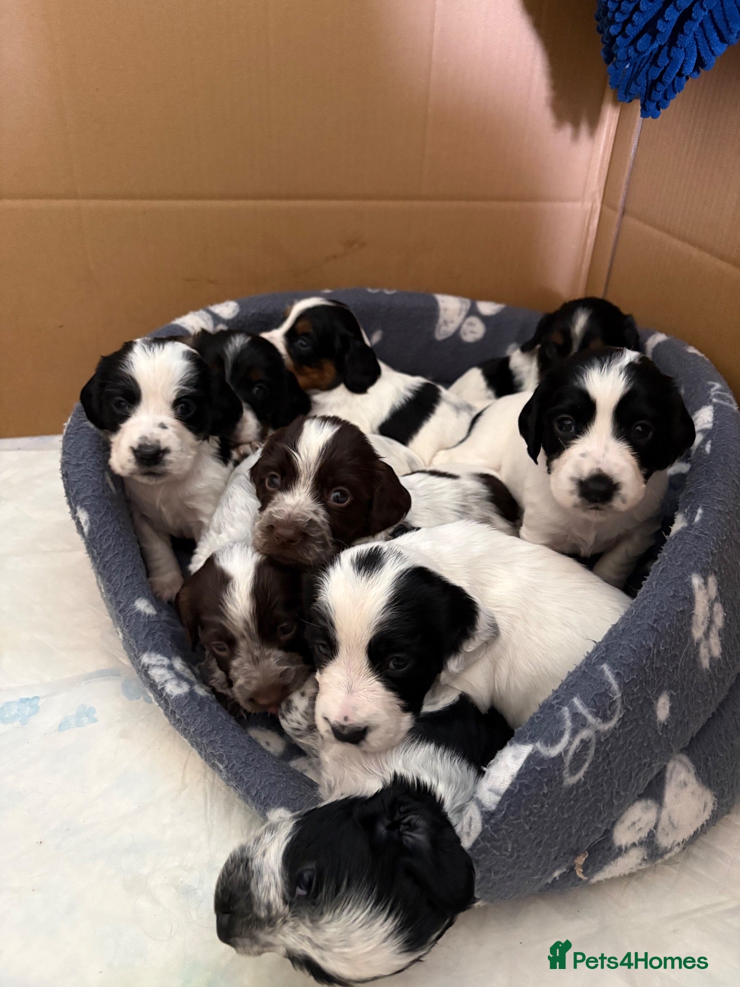 Cocker Spaniel dogs Working cocker spaniel puppies - Advert 1