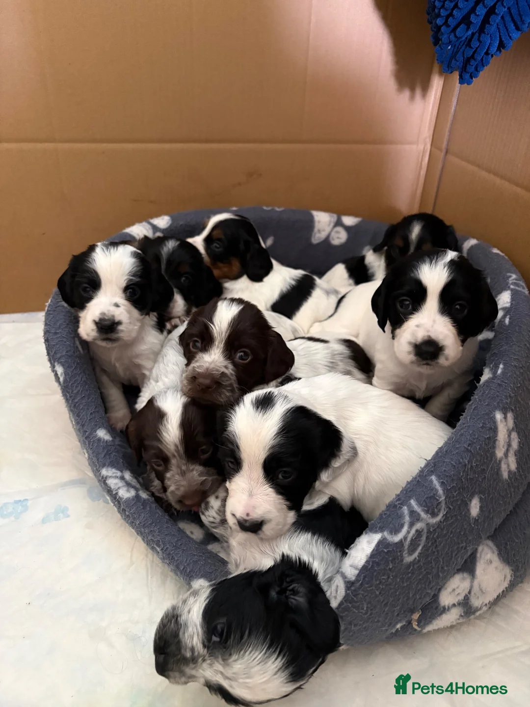 Cocker Spaniel dogs for sale: Working cocker spaniel puppies - Advert 1