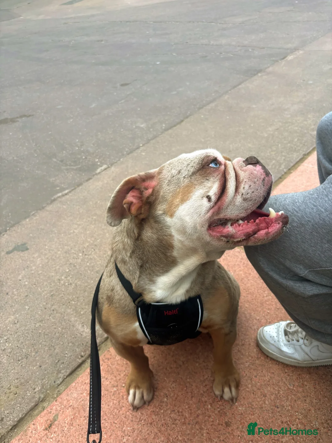 Old Tyme Bulldog dogs for stud: Lilac tri merle for stud (not proven yet) in Barnsley - Advert 2