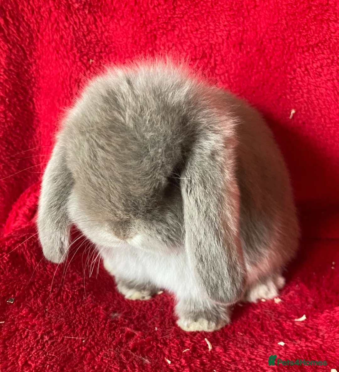 Mini Lop rabbits for sale: Adorable Pure Mini Lop Rabbits  - Advert 2