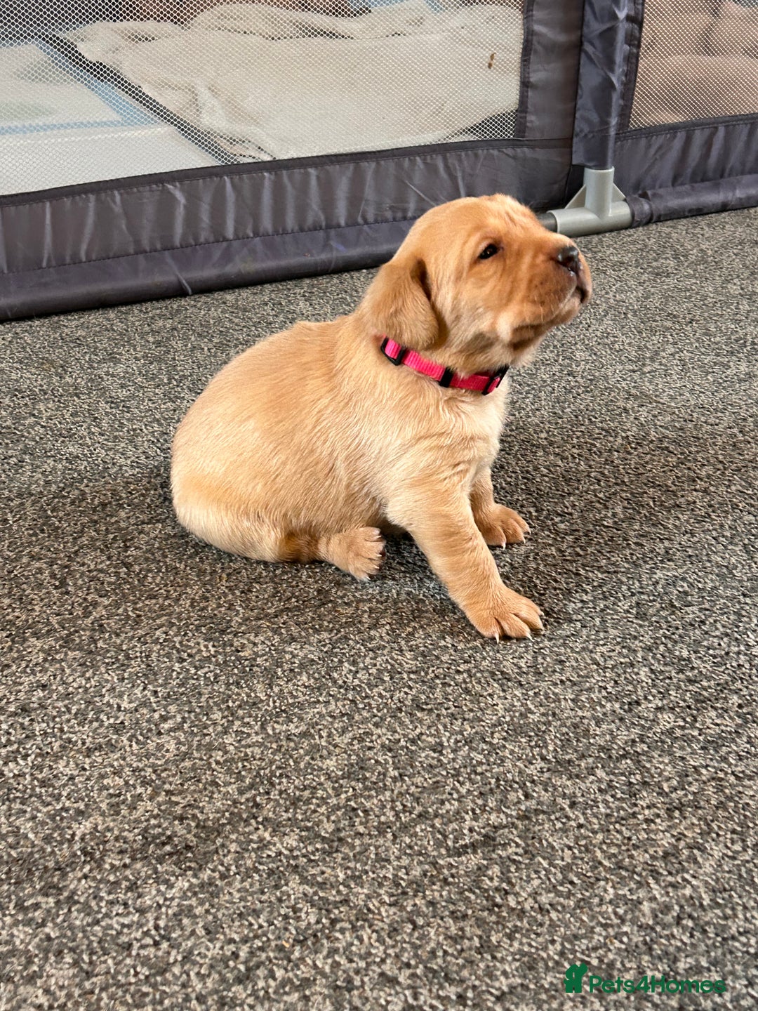 Labrador Retriever dogs for sale: Pure breed Labrador pups  - Advert 9