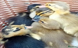 Ducks poultry for sale: Mixed Color Indian Runner Ducklings - Image 8