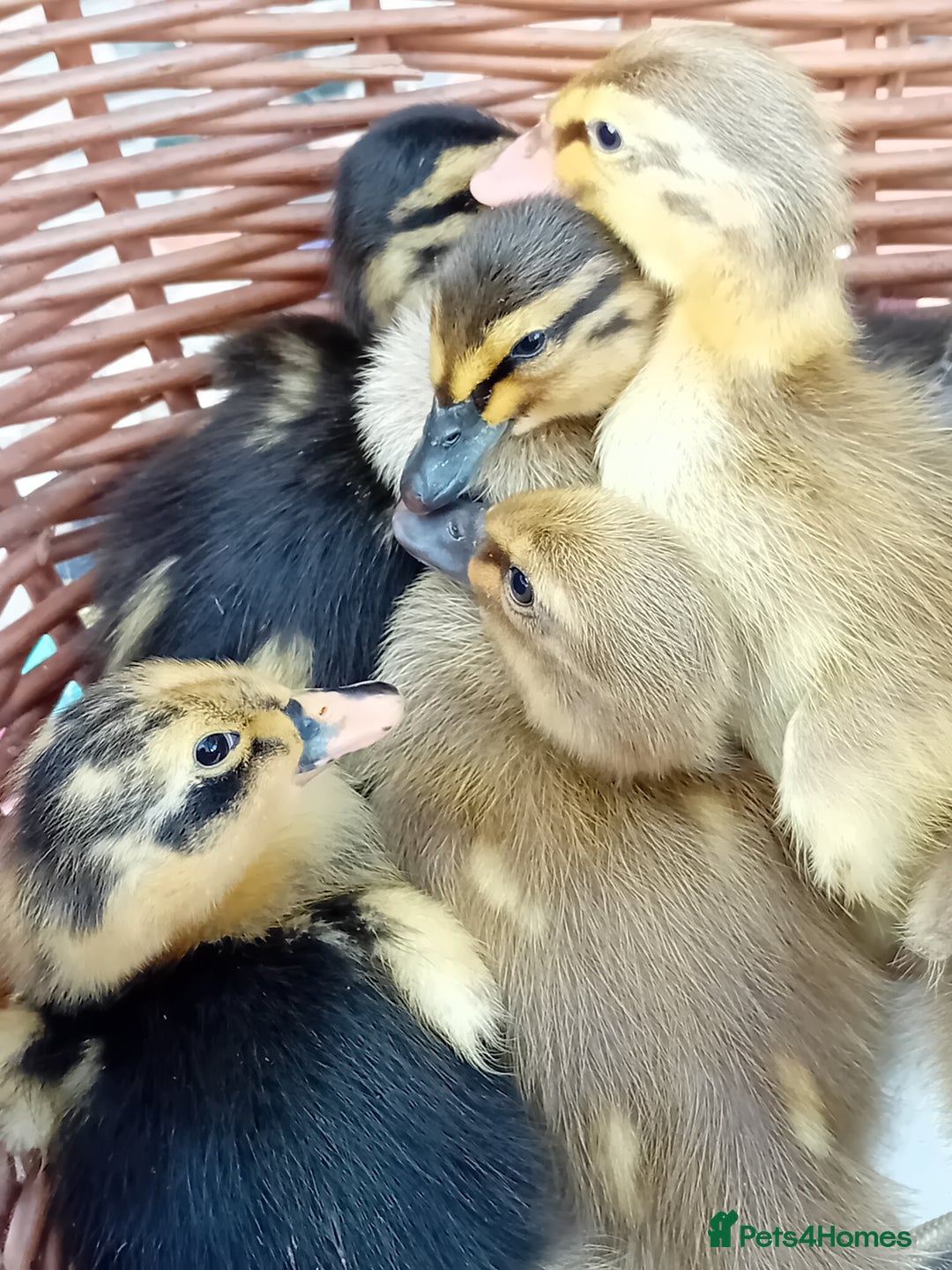 Ducks poultry for sale: Mixed Color Indian Runner Ducklings - Image 8