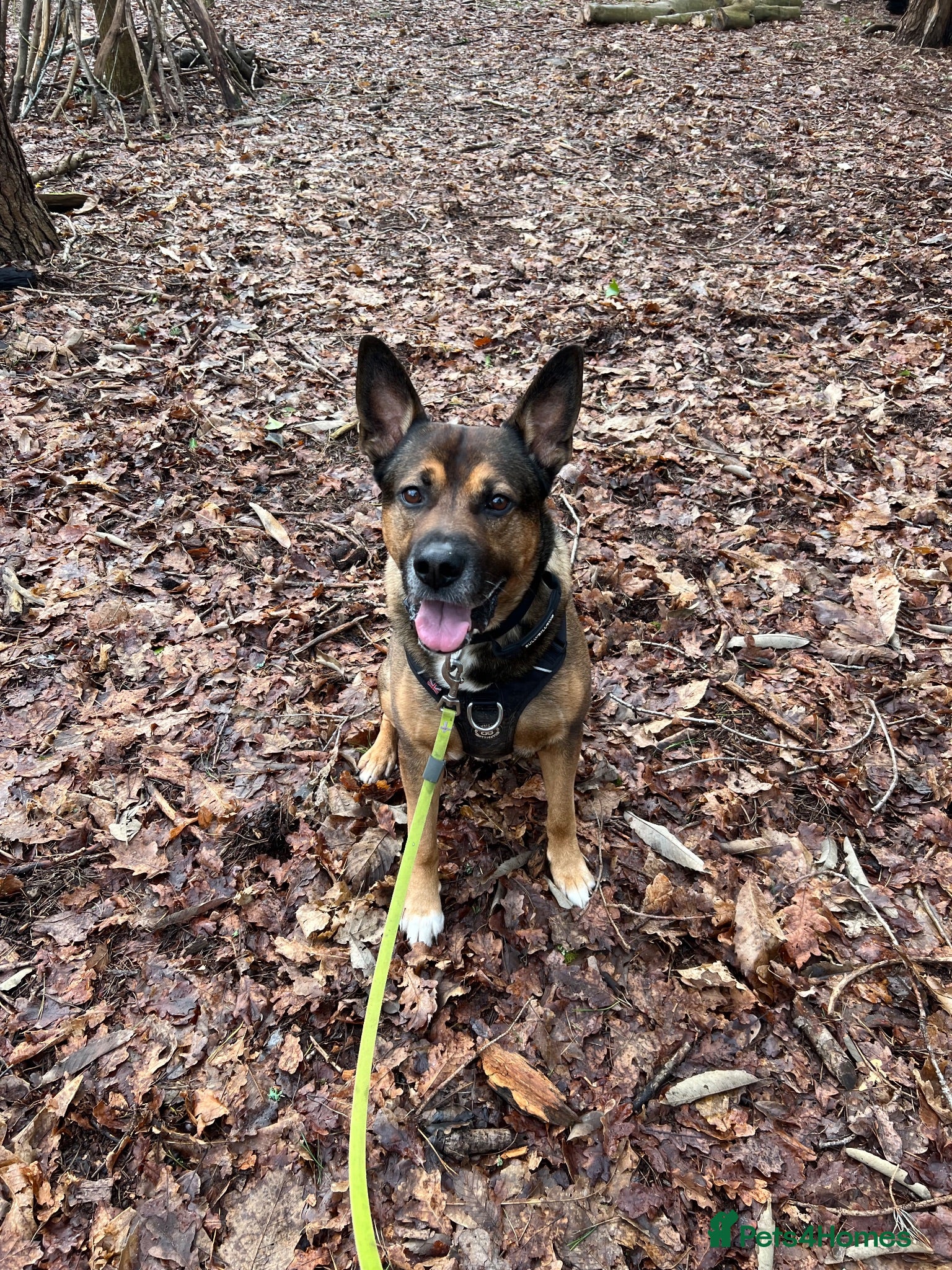 Mixed Breed dogs 8yr old German shepherd  - Advert 2