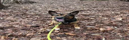 Mixed Breed dogs for sale: 7year old German shepherd x American bulldog - Advert 1