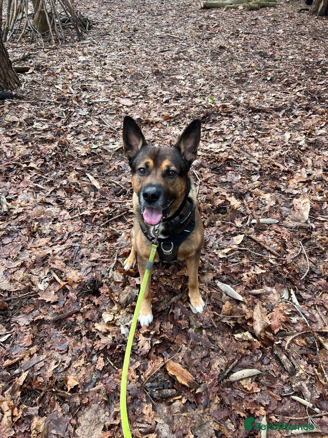 Mixed Breed dogs for sale: 7year old German shepherd x American bulldog - Advert 1