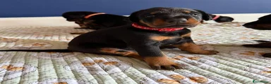 Dobermann 1