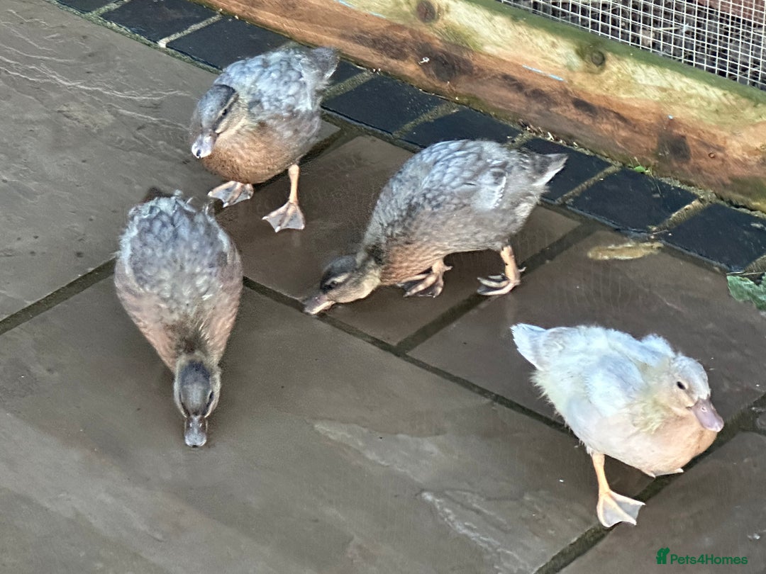 Ducks poultry for sale: CALL DUCKS (FEMALE) - Image 3